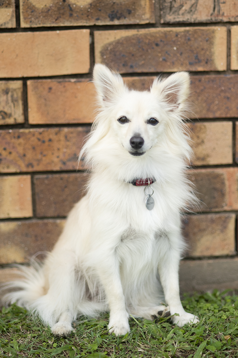 Office Pooch - Paczka